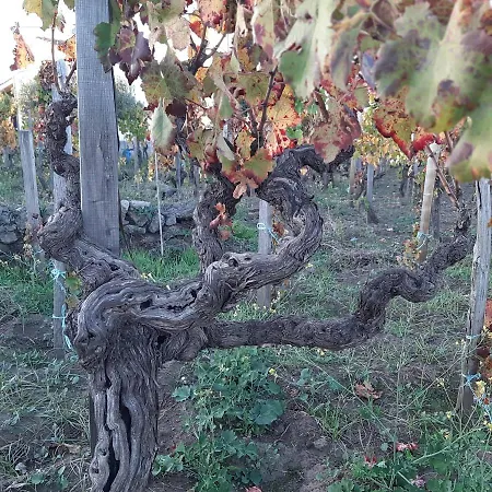 La Casa Nel Vigneto Di Tenuta Bastonaca Casa vacanze
